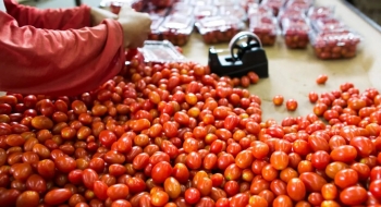 Produção de tomate deve crescer 36,6% em Goiás